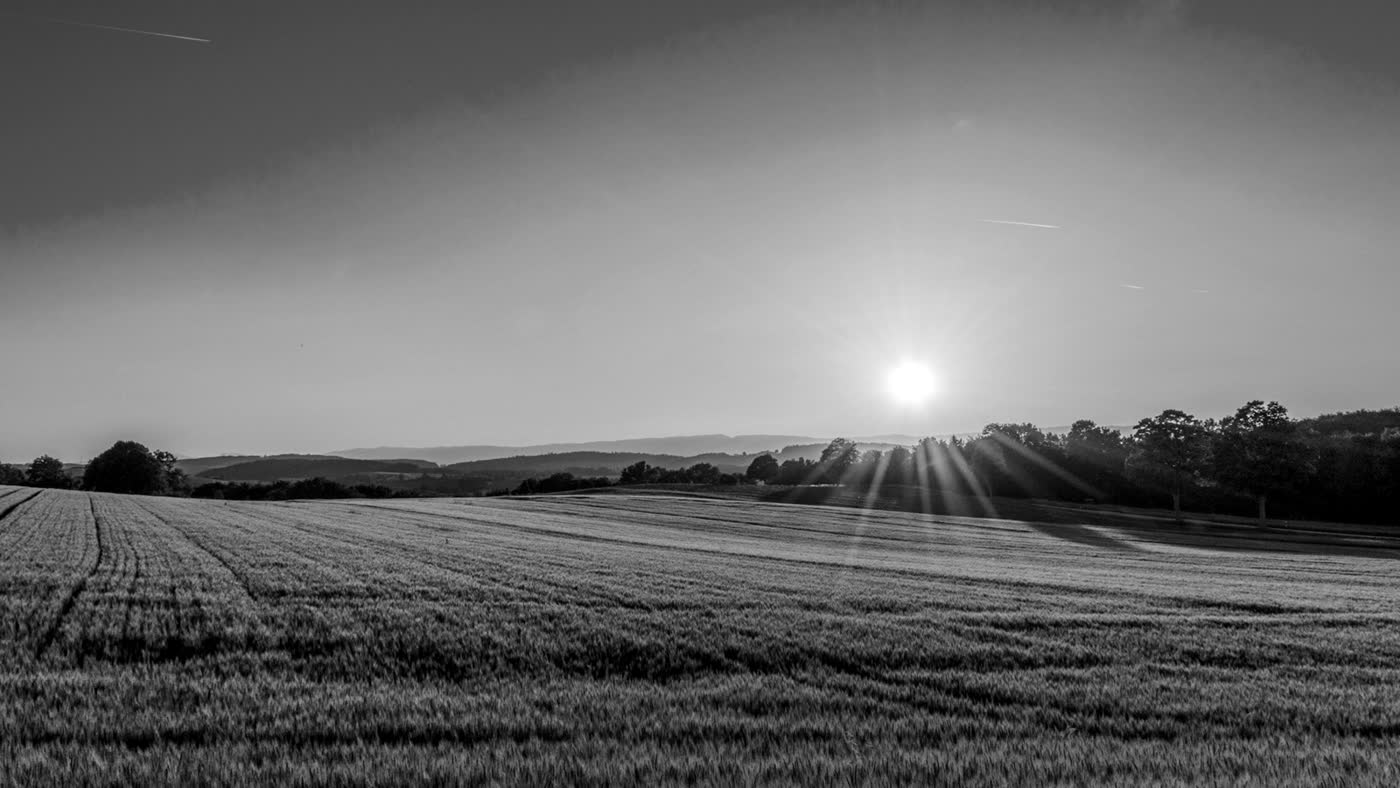 Black-and-white wheat field at sunrise with the sun low over a distant tree line