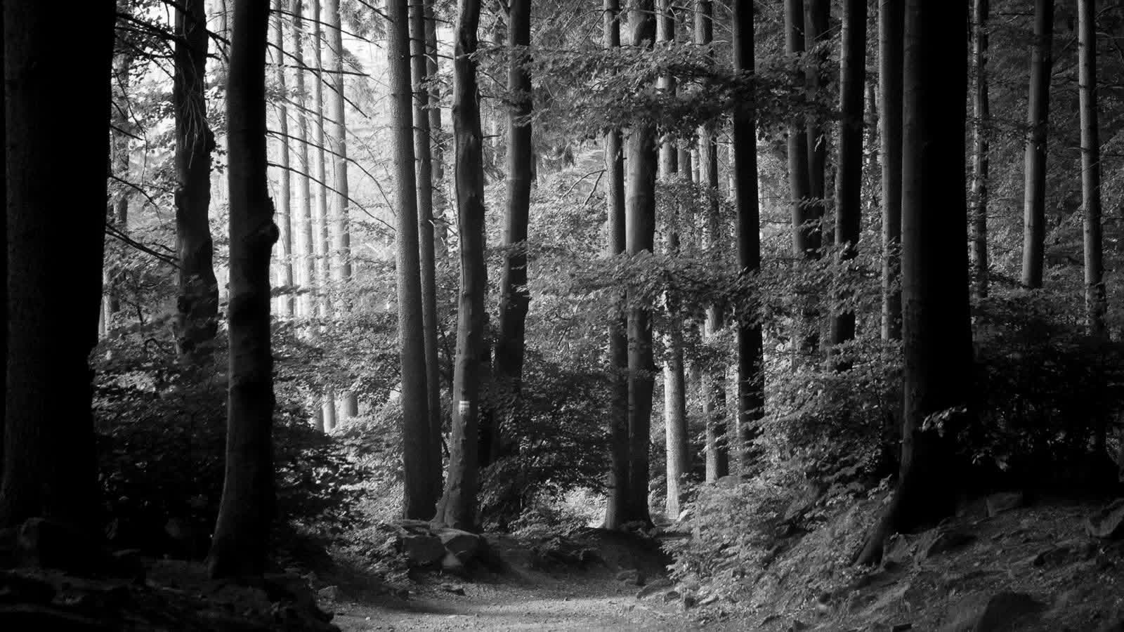 Black-and-white forest path winding through tall trees with dappled light on the trail