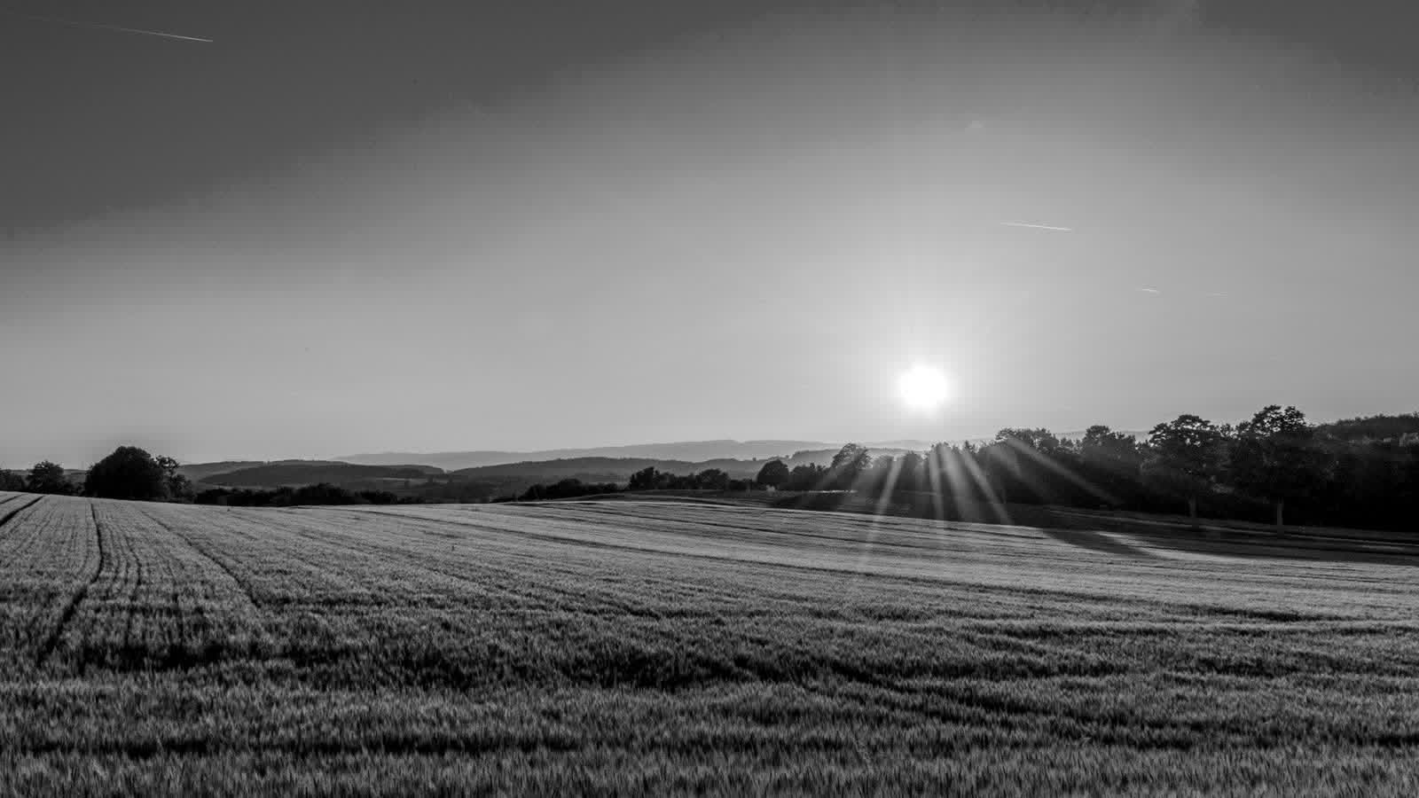 Black-and-white sunburst over agricultural field rows with a dark treeline on the horizon