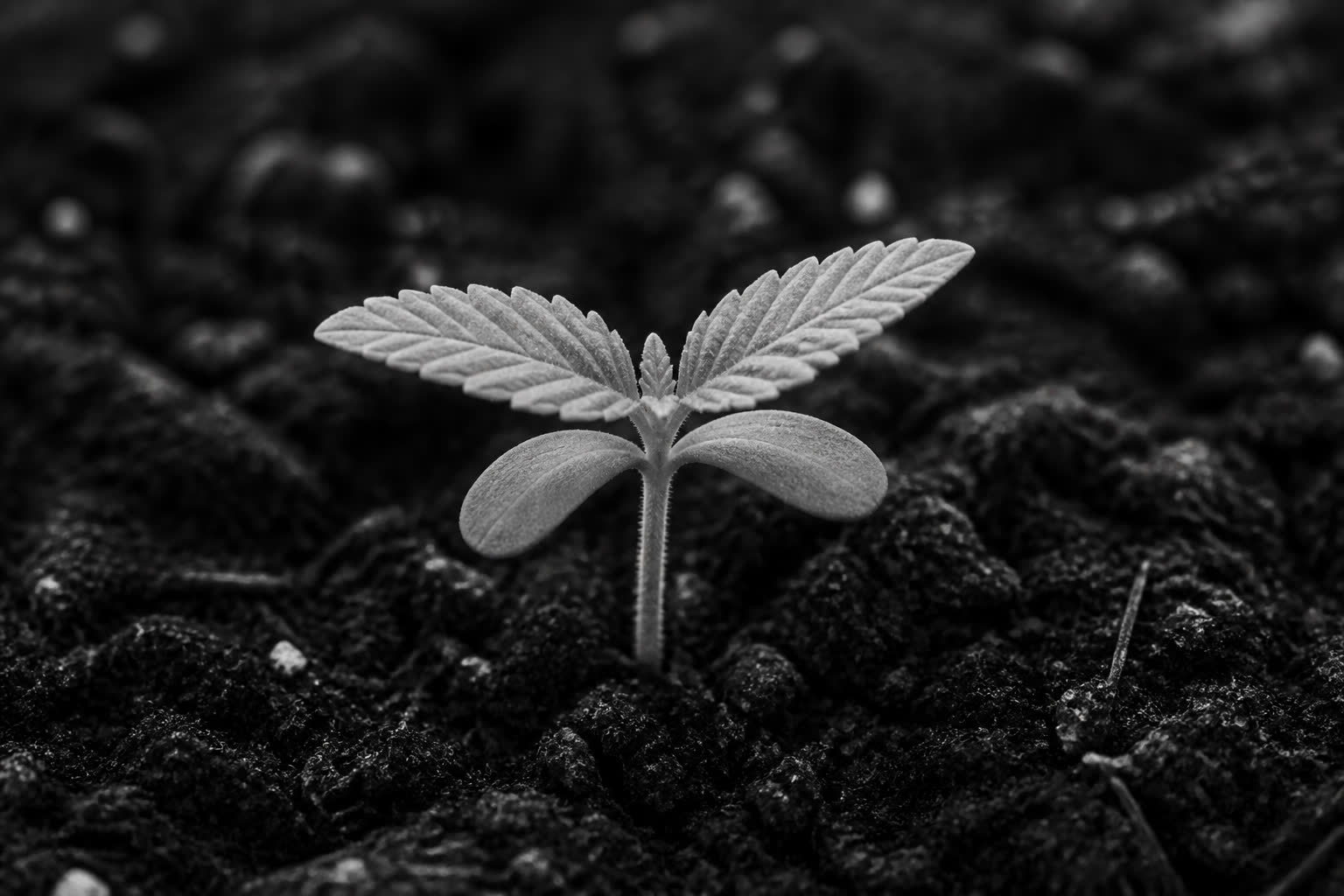 Black-and-white seedling with first leaves in dark soil