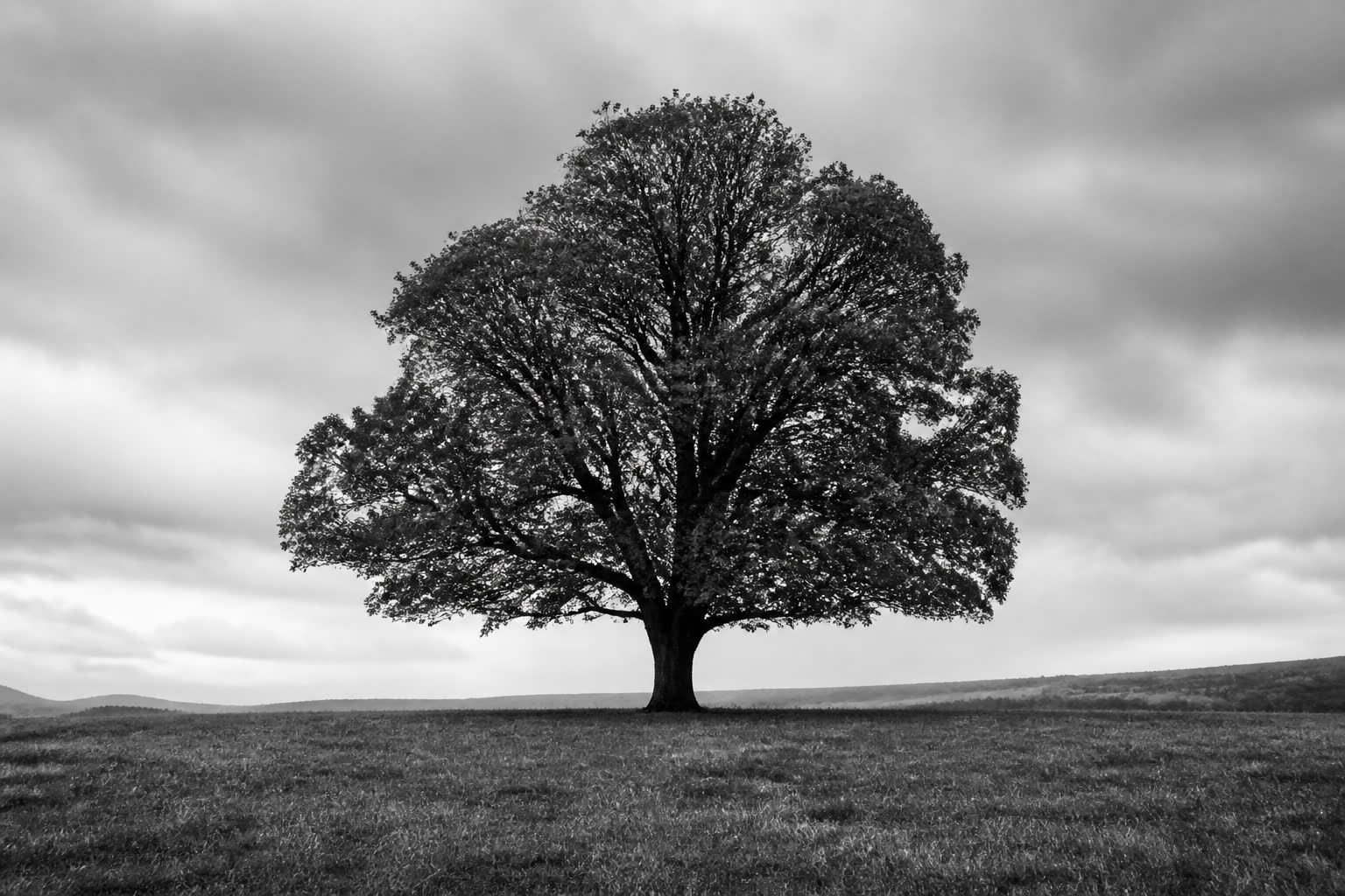 Black-and-white single tree standing alone in an open field