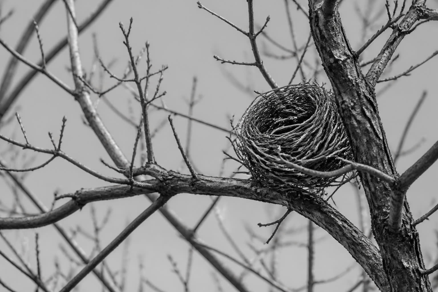 Black-and-white empty bird nest in the fork of a bare tree