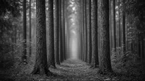 Black-and-white pine corridor receding into fog