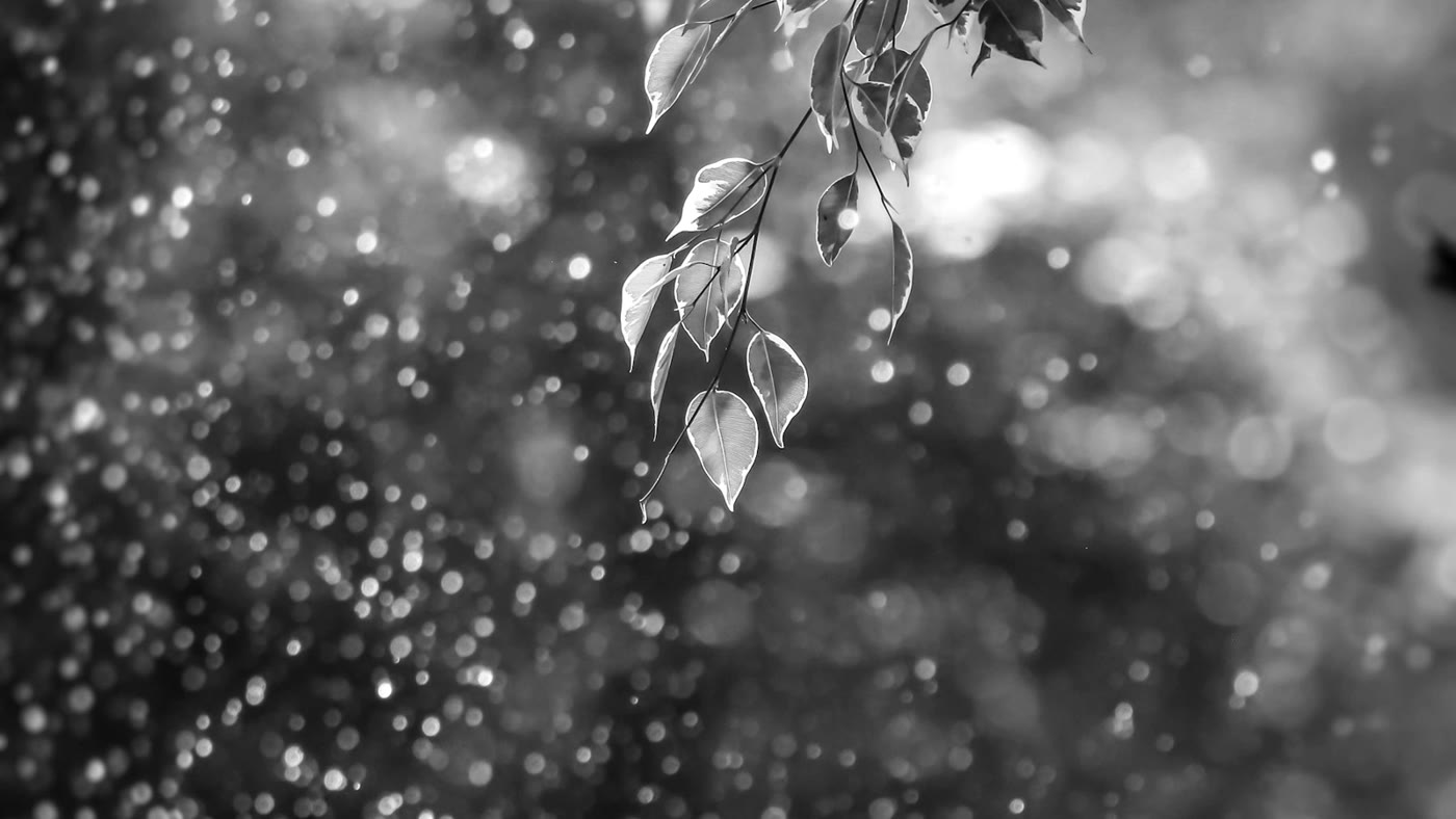 Black-and-white close-up of backlit leaves and mist droplets